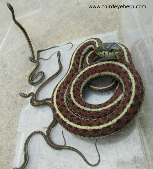 Coast Garter Snakes
